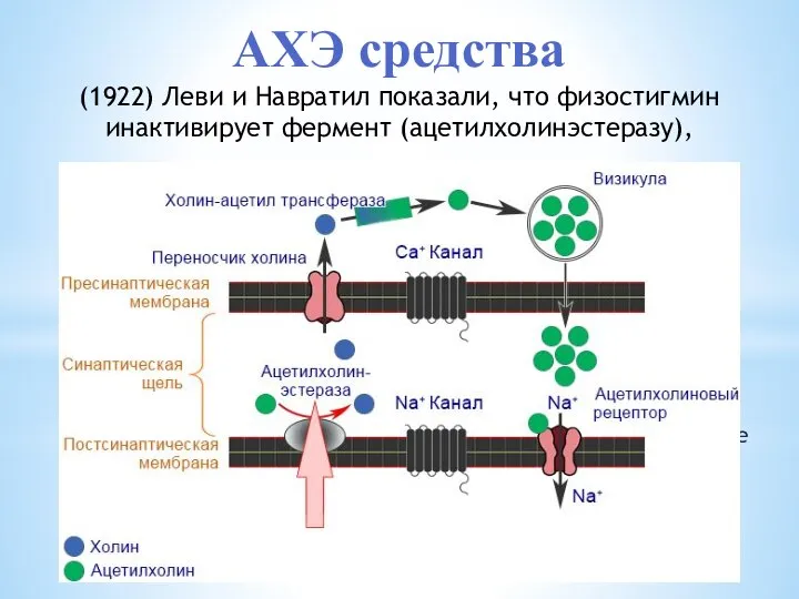 способен создавать пространственный блок анионного центра и эстеразного центра фермента ацетилхолинэстеразы, что