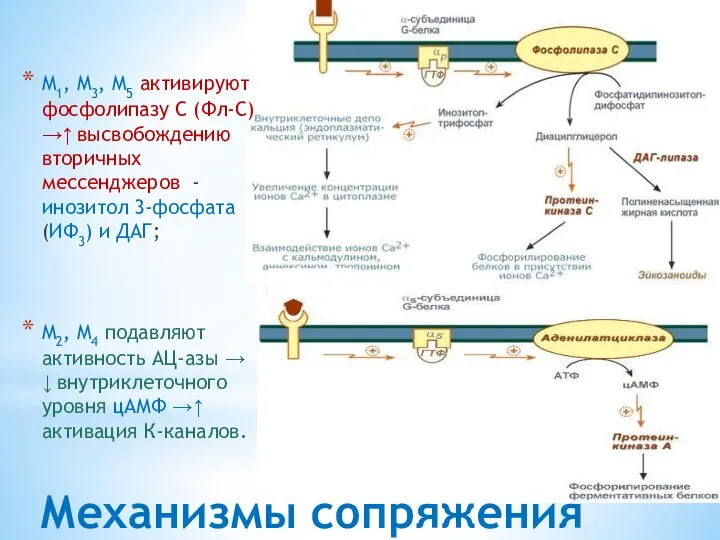 Механизмы сопряжения M1, M3, M5 активируют фосфолипазу С (Фл-C) →↑ высвобождению вторичных