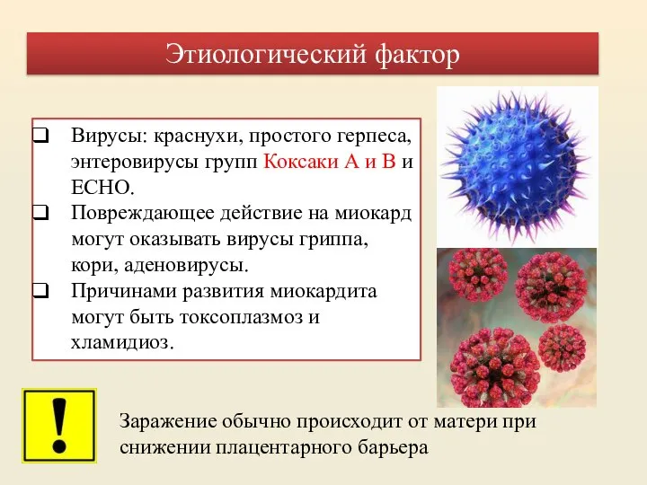 Вирусы: краснухи, простого герпеса, энтеровирусы групп Коксаки А и В и ЕСНО.