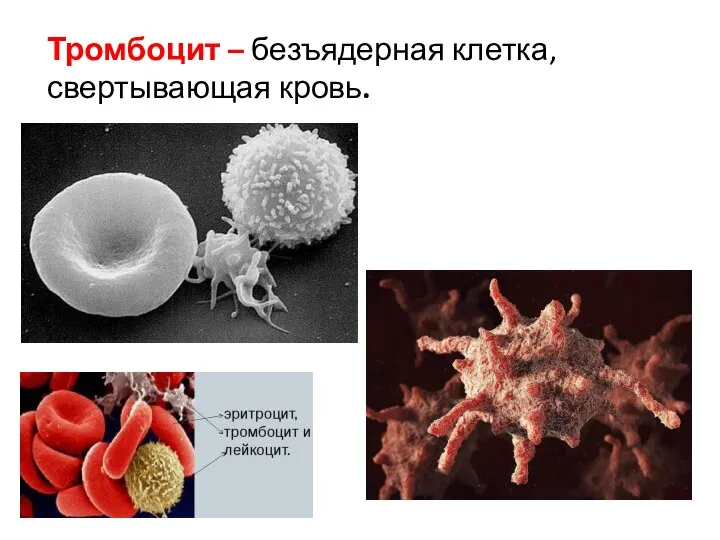 Тромбоцит – безъядерная клетка, свертывающая кровь.
