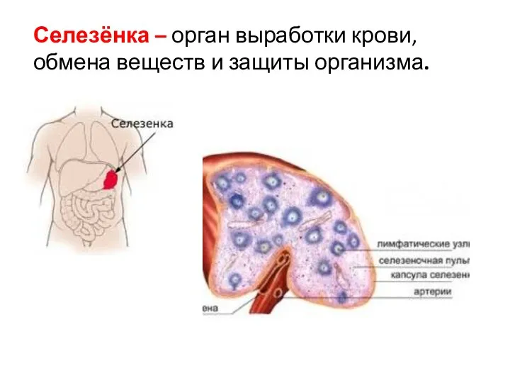 Селезёнка – орган выработки крови, обмена веществ и защиты организма.