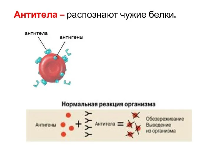 Антитела – распознают чужие белки.