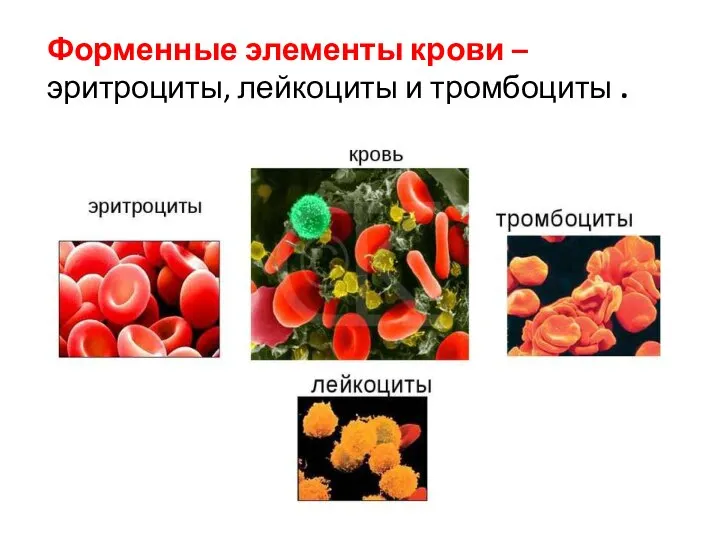 Форменные элементы крови – эритроциты, лейкоциты и тромбоциты .