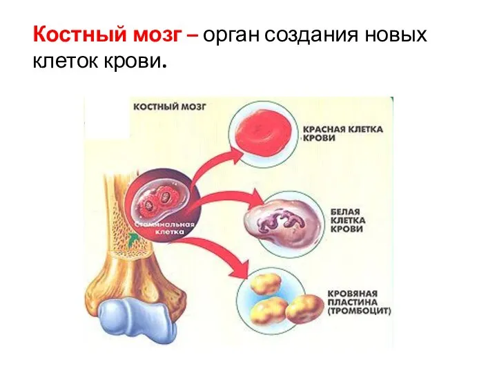 Костный мозг – орган создания новых клеток крови.