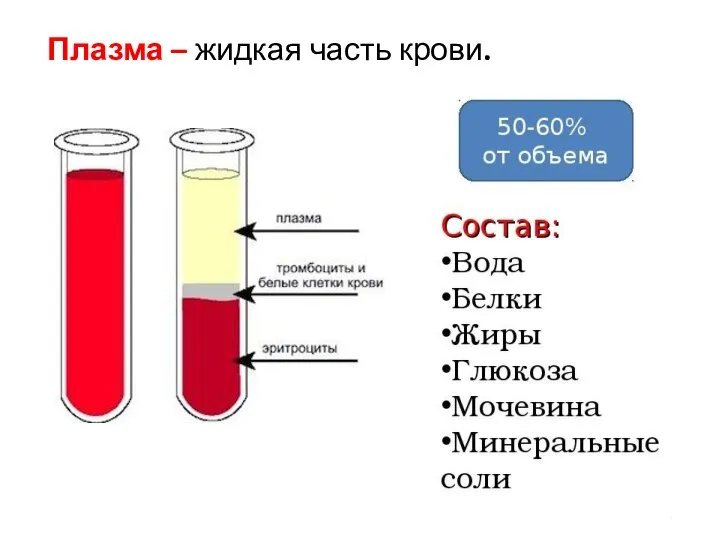 Плазма – жидкая часть крови.