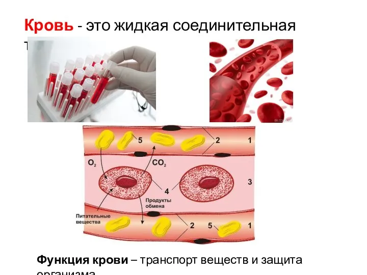 Кровь - это жидкая соединительная ткань. Функция крови – транспорт веществ и защита организма