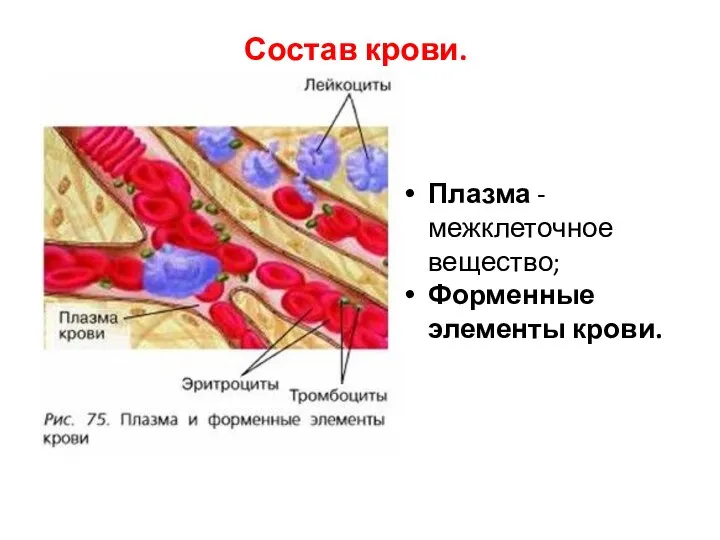 Состав крови. Плазма - межклеточное вещество; Форменные элементы крови.