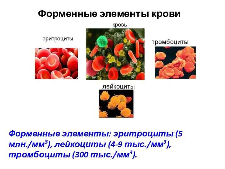 Форменные элементы крови Форменные элементы: эритроциты (5 млн./мм3), лейкоциты (4-9 тыс./мм3), тромбоциты (300 тыс./мм3).