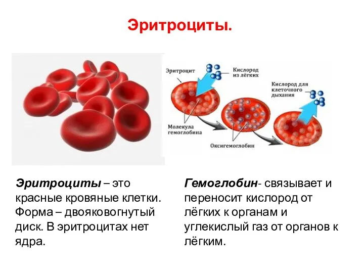 Эритроциты. Эритроциты – это красные кровяные клетки. Форма – двояковогнутый диск. В