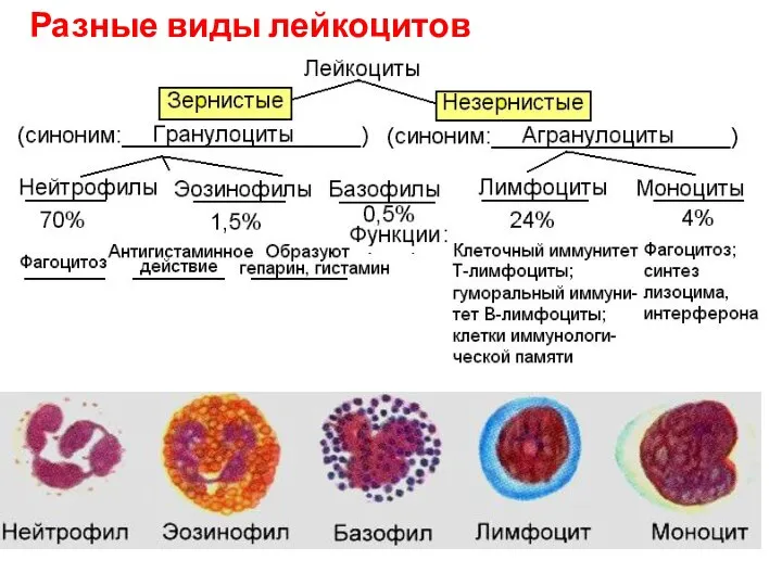 Разные виды лейкоцитов