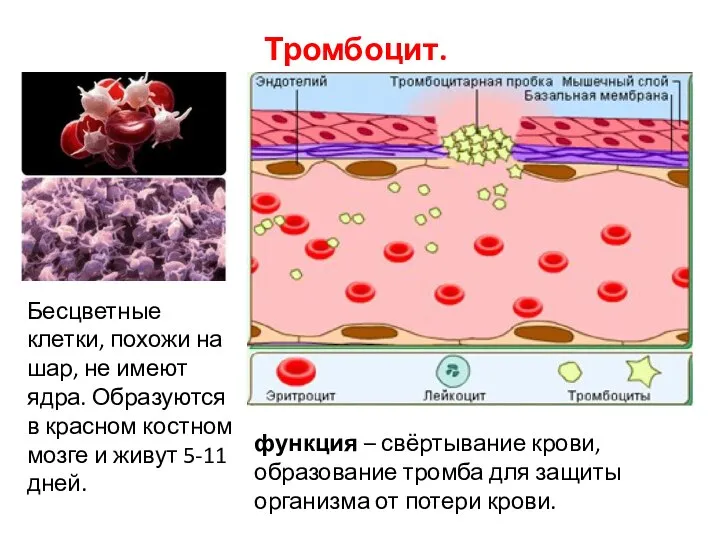 Тромбоцит. Бесцветные клетки, похожи на шар, не имеют ядра. Образуются в красном