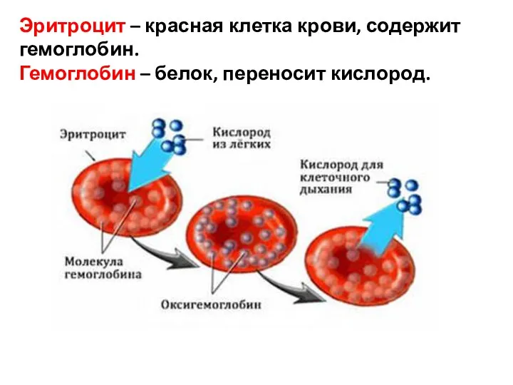 Эритроцит – красная клетка крови, содержит гемоглобин. Гемоглобин – белок, переносит кислород.