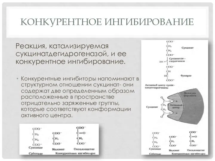 КОНКУРЕНТНОЕ ИНГИБИРОВАНИЕ Реакция, катализируемая сукцинатдегидрогеназой, и ее конкурентное ингибирование. Конкурентные ингибиторы напоминают