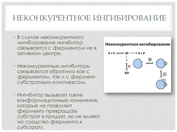 НЕКОНКУРЕНТНОЕ ИНГИБИРОВАНИЕ В случае неконкурентного ингибирования ингибитор связывается с ферментом не в