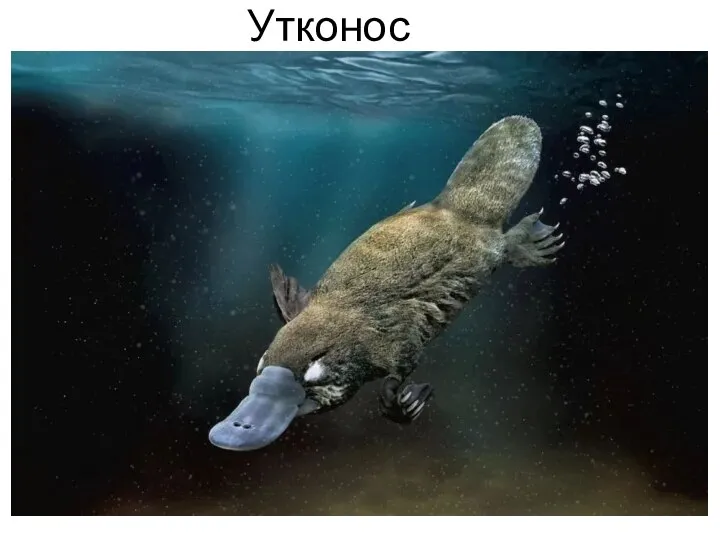 Утконос