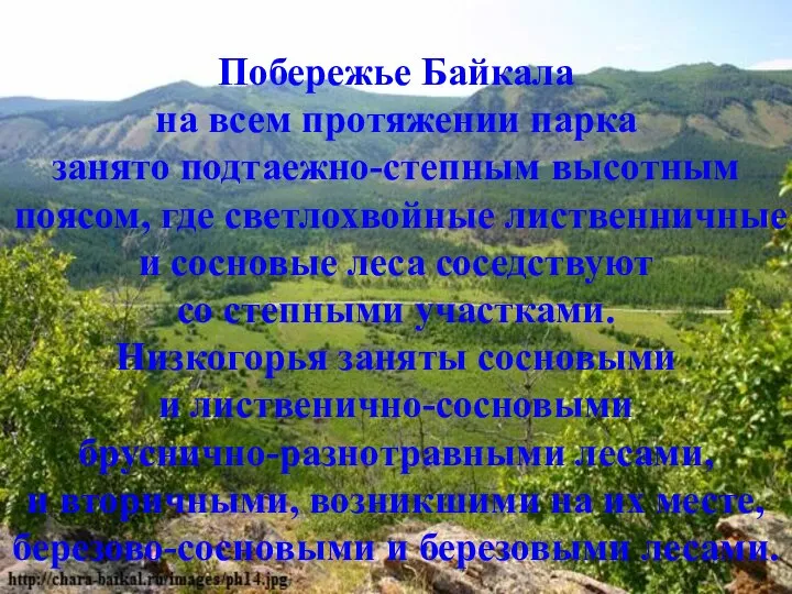 Побережье Байкала на всем протяжении парка занято подтаежно-степным высотным поясом, где светлохвойные