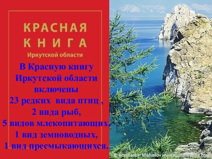 В Красную книгу Иркутской области включены 23 редких вида птиц , 2
