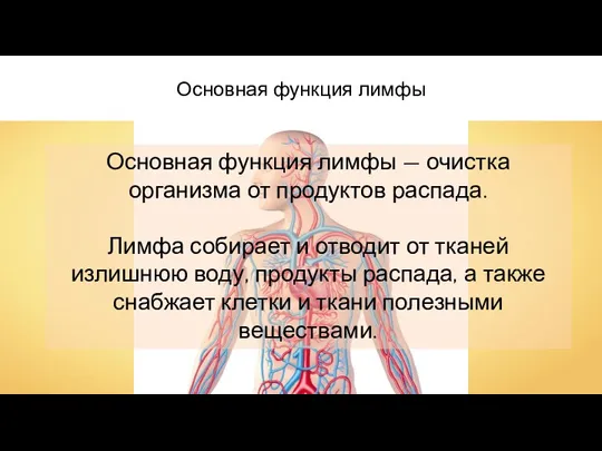 Основная функция лимфы Основная функция лимфы — очистка организма от продуктов распада.