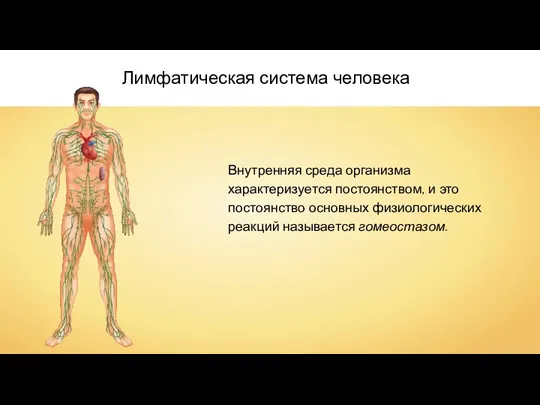 Лимфатическая система человека Внутренняя среда организма характеризуется постоянством, и это постоянство основных физиологических реакций называется гомеостазом.