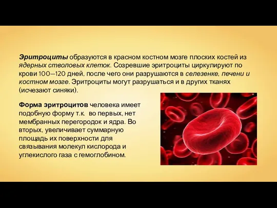 Эритроциты образуются в красном костном мозге плоских костей из ядерных стволовых клеток.