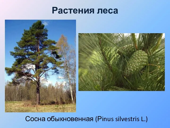 Растения леса Сосна обыкновенная (Рinus silvestris L.)