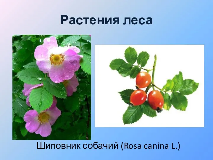 Растения леса Шиповник собачий (Rosa canina L.)