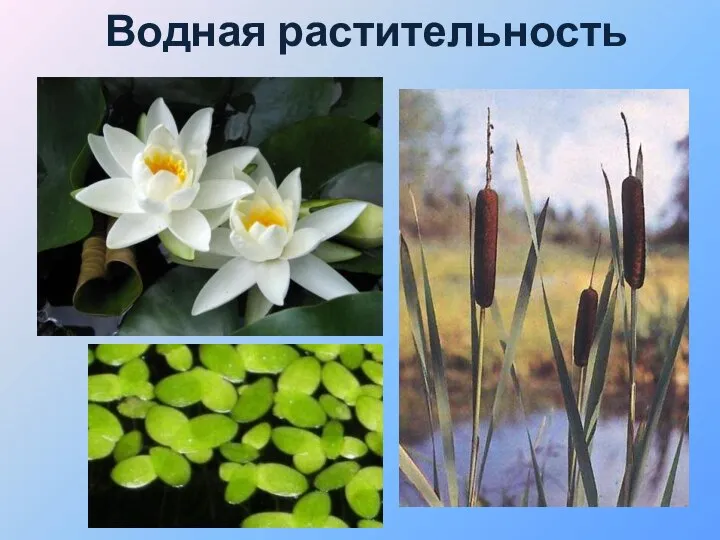 Водная растительность