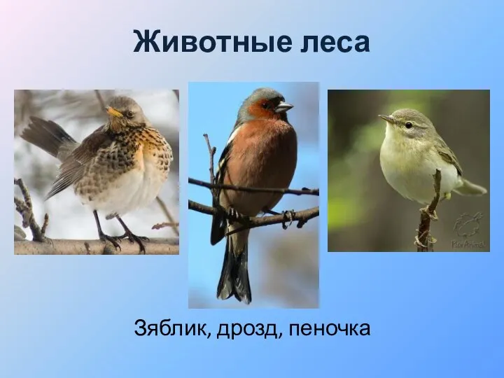 Животные леса Зяблик, дрозд, пеночка