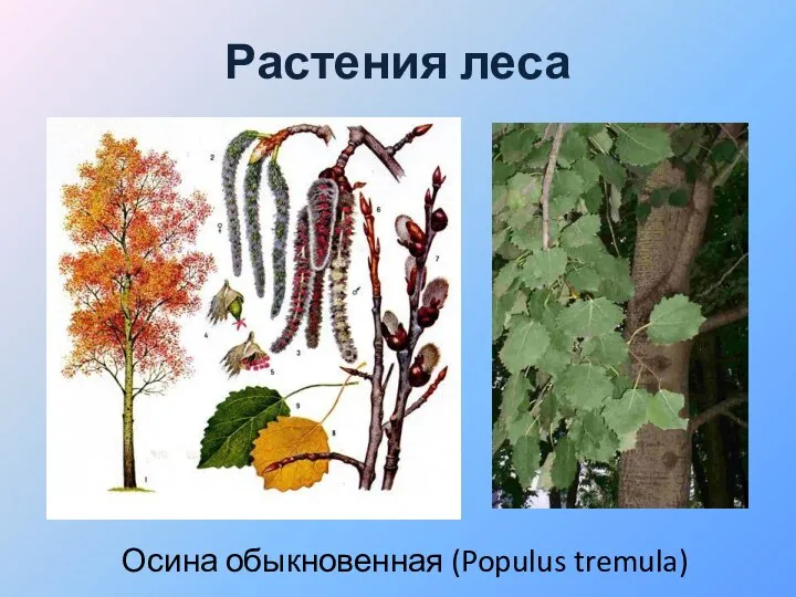 Растения леса Осина обыкновенная (Populus tremula)