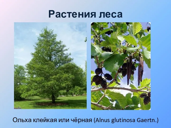 Растения леса Ольха клейкая или чёрная (Alnus glutinosa Gaertn.)