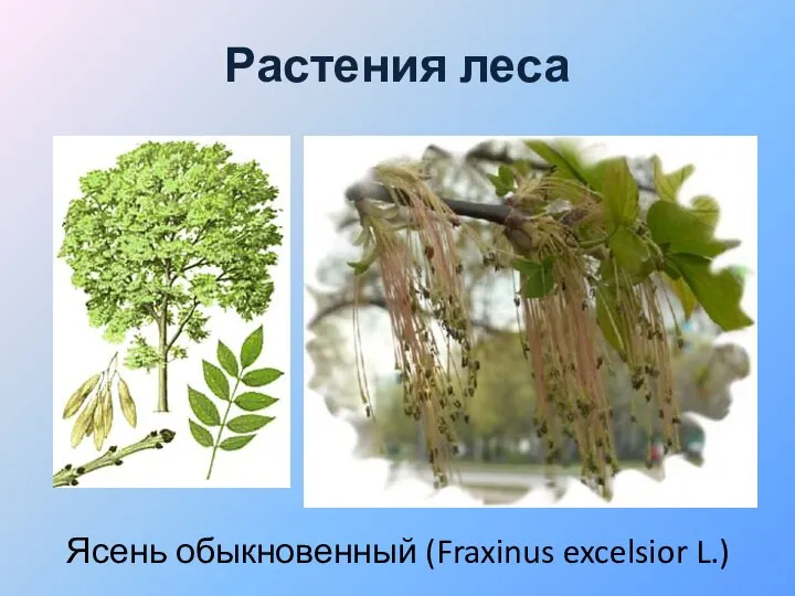 Растения леса Ясень обыкновенный (Fraxinus excelsior L.)