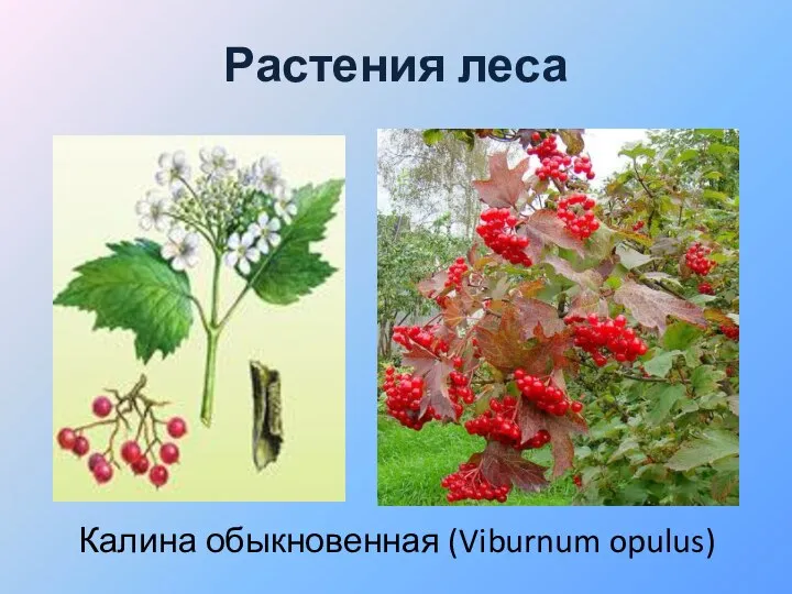 Растения леса Калина обыкновенная (Viburnum opulus)