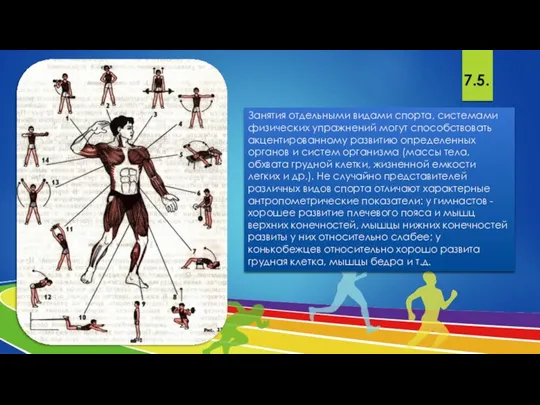 Занятия отдельными видами спорта, системами физических упражнений могут способствовать акцентированному развитию определенных