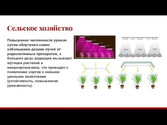 Сельское хозяйство Повышение численности урожая путем облучения семян небольшими дозами лучей от