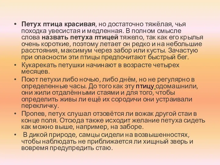 Петух птица красивая, но достаточно тяжёлая, чья походка увесистая и медленная. В