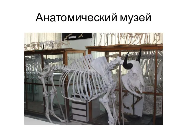 Анатомический музей