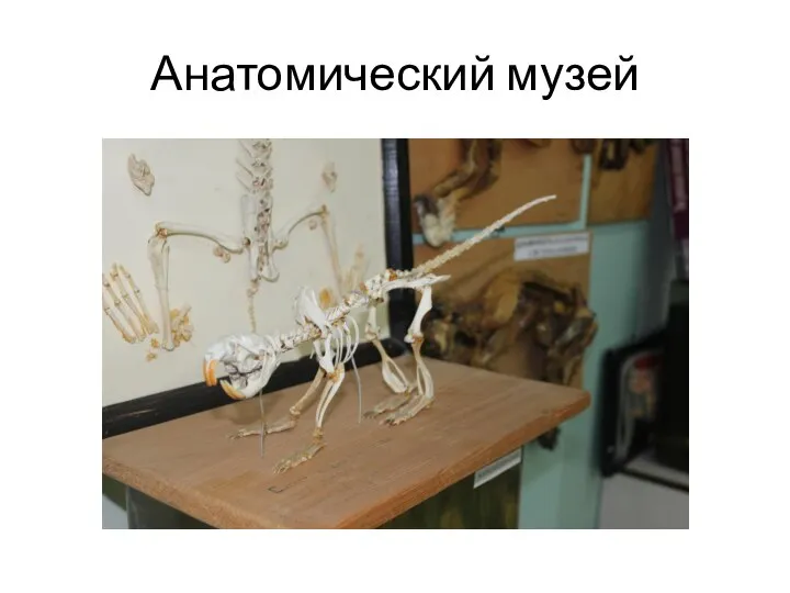 Анатомический музей