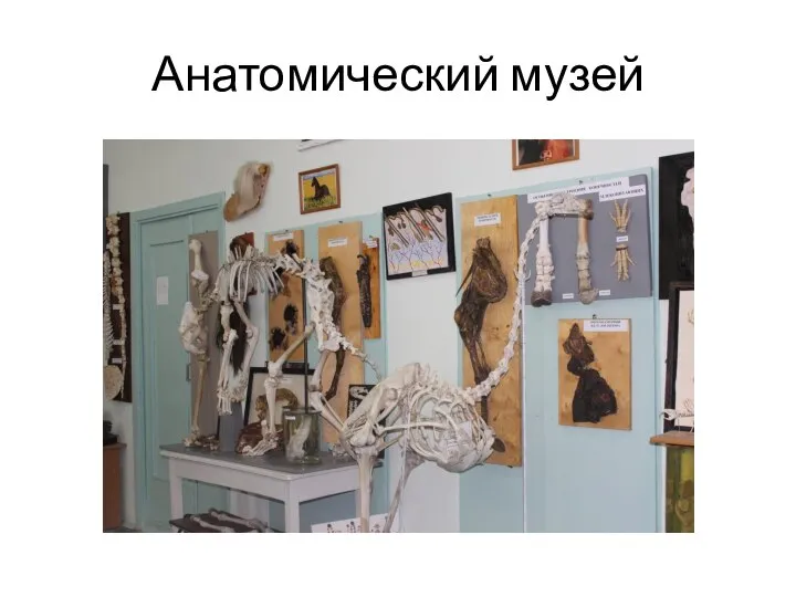 Анатомический музей