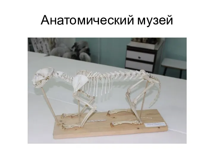 Анатомический музей