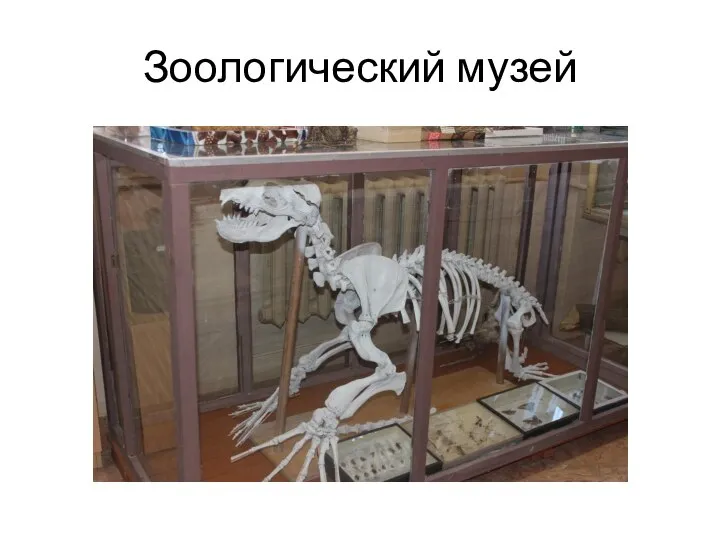 Зоологический музей