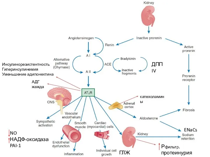 ENaCs Инсулинорезистентность Гиперинсулинемия Уменьшение адипонектина NO НАДФ-оксидаза PAI-1 АДГ жажда катехоламины ГЛЖ Рфильтр. протеинурия ДПП IV