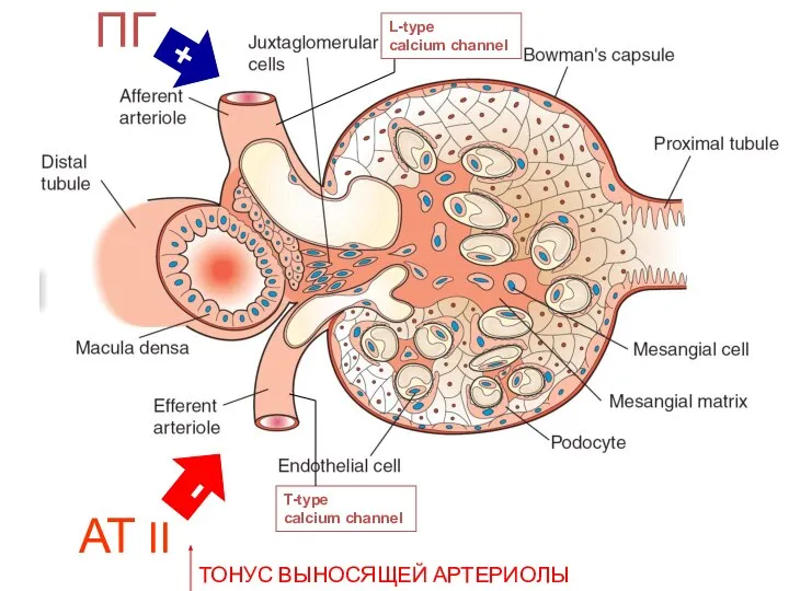АТ II ПГ - + ТОНУС ВЫНОСЯЩЕЙ АРТЕРИОЛЫ Vasoconstrictors such as angiotensin