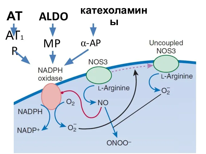 АТ ALDO катехоламины АТ1R MP α-AP