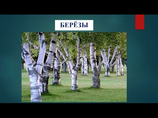 БЕРЁЗЫ