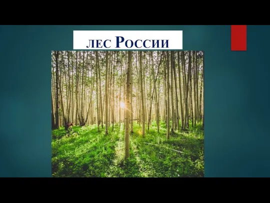 ЛЕС РОССИИ