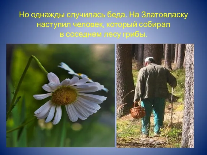 Но однажды случилась беда. На Златовласку наступил человек, который собирал в соседнем лесу грибы.