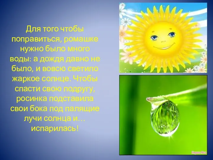 Для того чтобы поправиться, ромашке нужно было много воды: а дождя давно