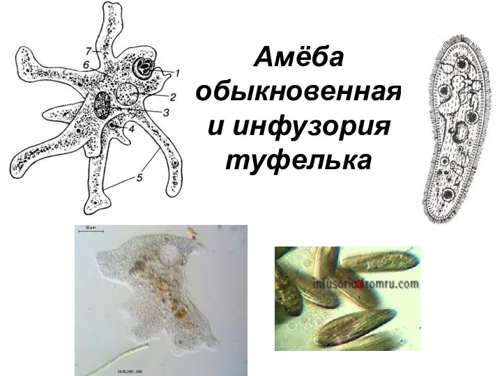 Амёба обыкновенная и инфузория туфелька