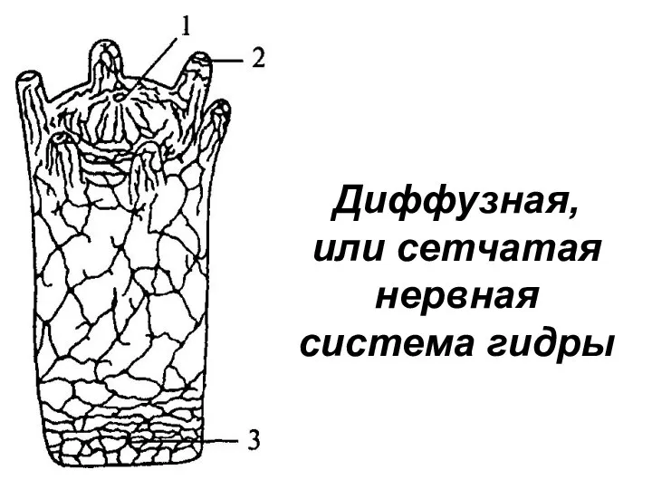 Диффузная, или сетчатая нервная система гидры