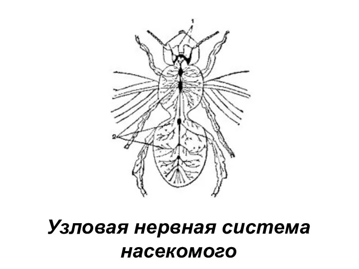 Узловая нервная система насекомого